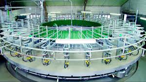 MG's milk supply dries up 